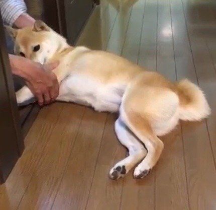 こむぎちゃんの抵抗