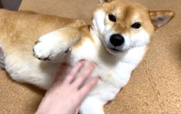 くつろぐゆきちゃん