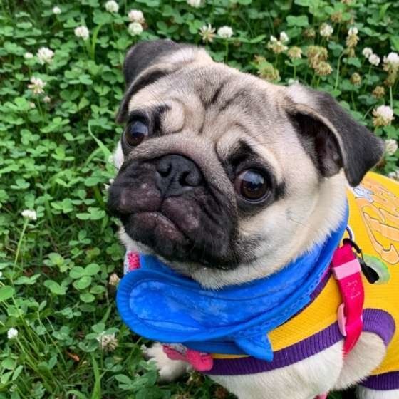 お花畑のまるちゃん