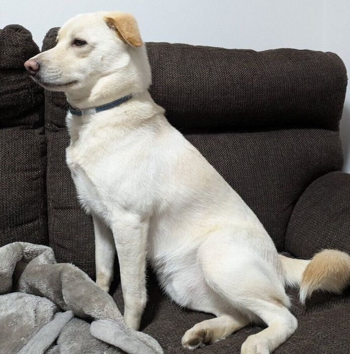 玄関を見つめるヒノくん