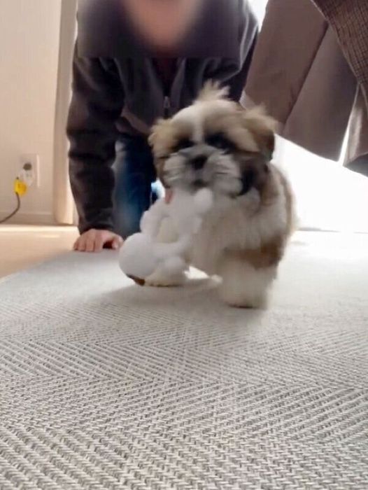 おもちゃを奪って逃げるほっぷくん