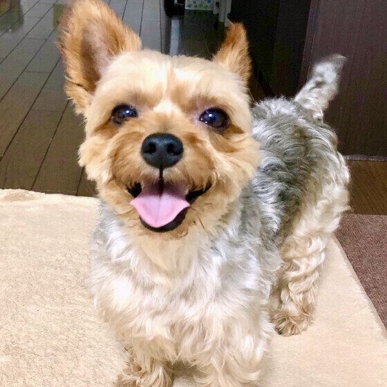 ヨークシャー・テリア いぬのきもち
