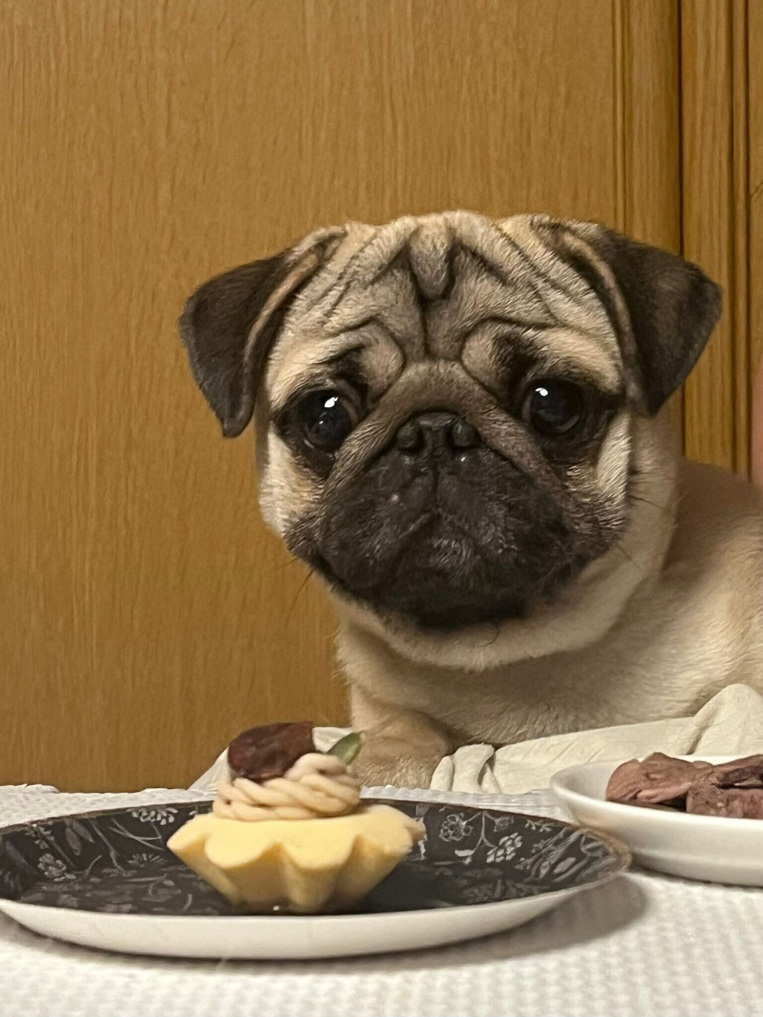 1才の誕生日を祝われるパグ