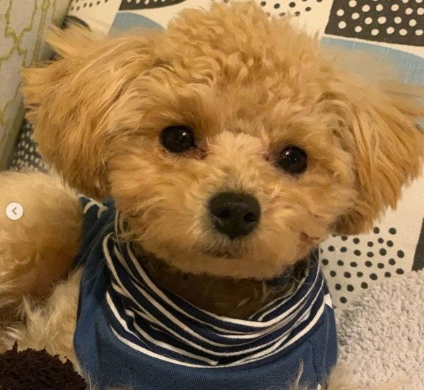 トイ・プードルのうにくん