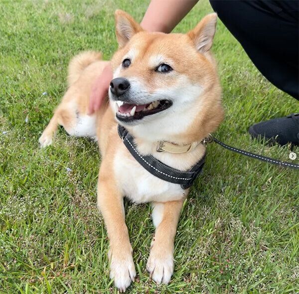 散歩するかぶきくん