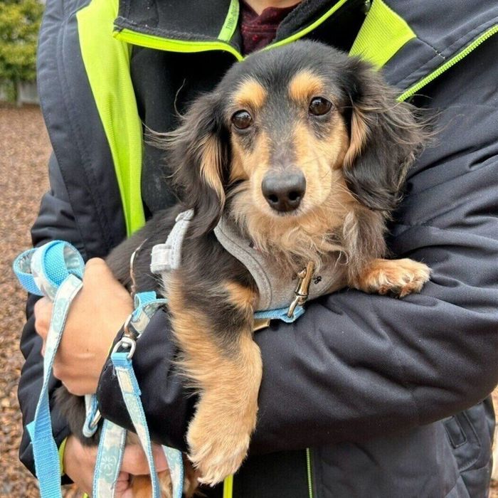 くれあちゃんの正式譲渡の手続きの一枚、ちょっと緊張の面持ちだったそう