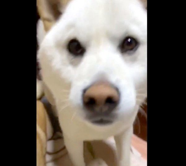 父ちゃんに甘えるQ太郎くん