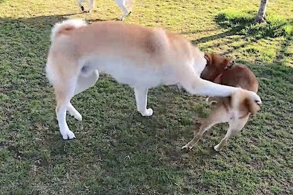 秋田犬に戦いを挑む柴犬