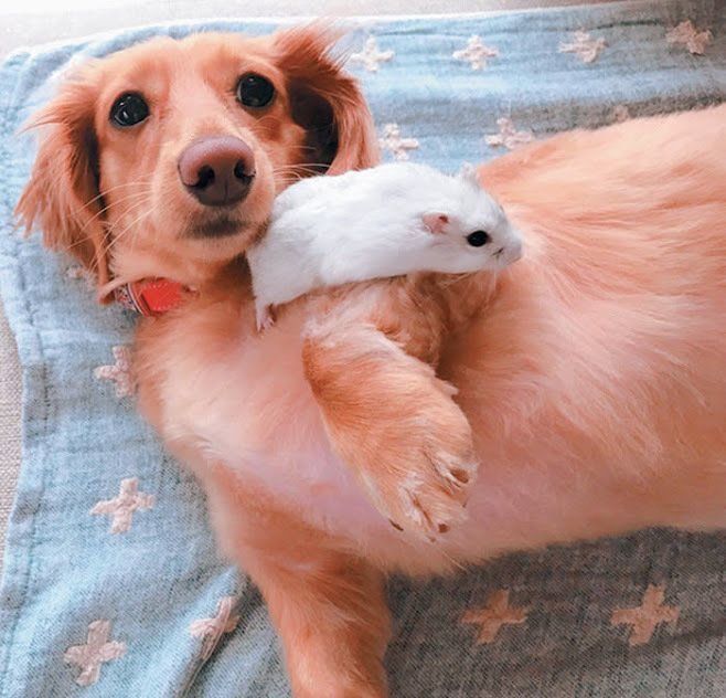 ミニチュアダックスフンドとハムスター