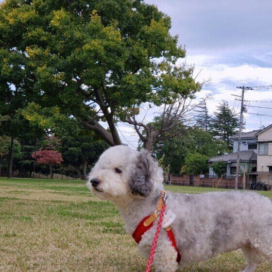 お散歩中のはなちゃん