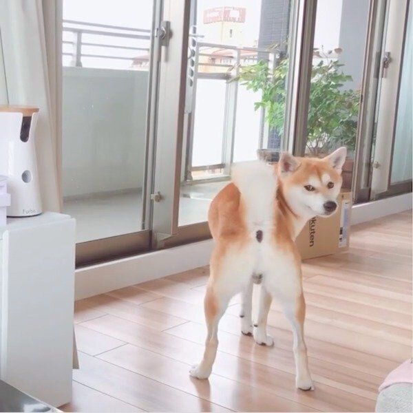 飼い主さんに訴えかけるHaluくん