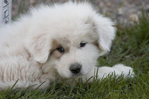 グレート・ピレニーズの特徴・性格 最新価格と飼い方｜いぬのき