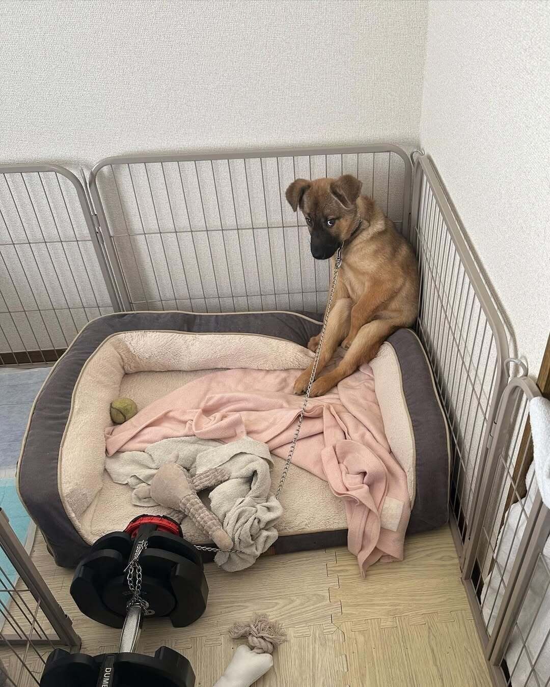 部屋の隅っこで様子をうかがうゴンくん