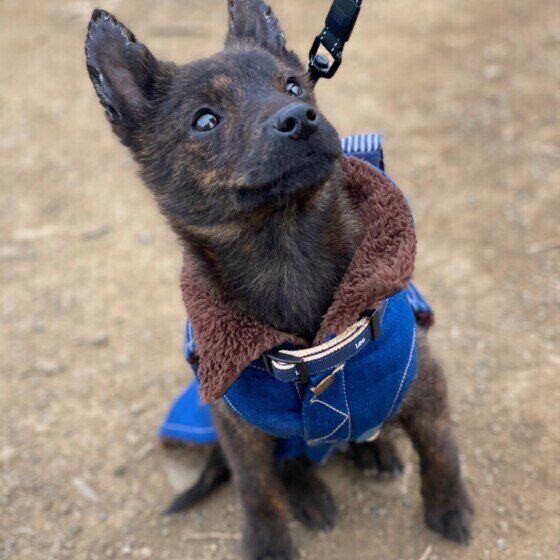 甲斐犬の黒虎くん