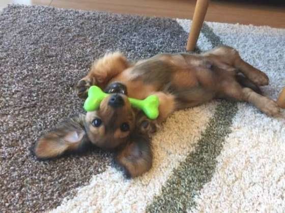 ダックスフンド