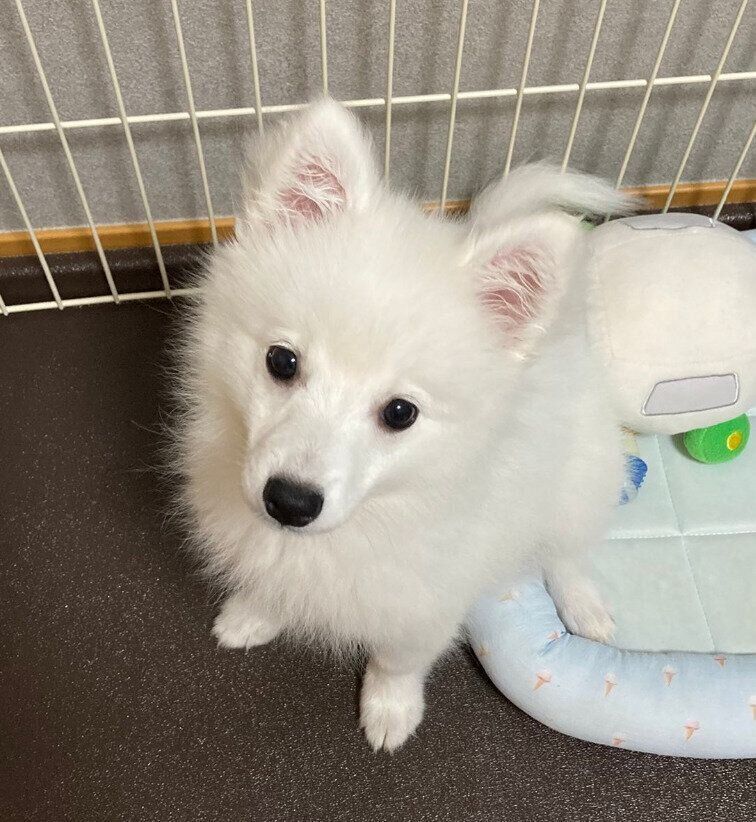 両耳が立ったテミーちゃん