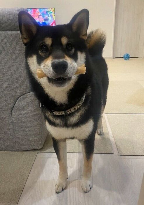 おやつをくわえるもち吉くん