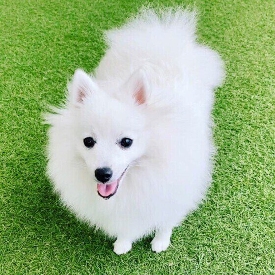 微笑む日本スピッツ