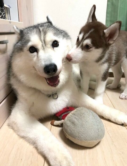 成長したシルビアちゃんと、新入り犬のシャンテちゃん