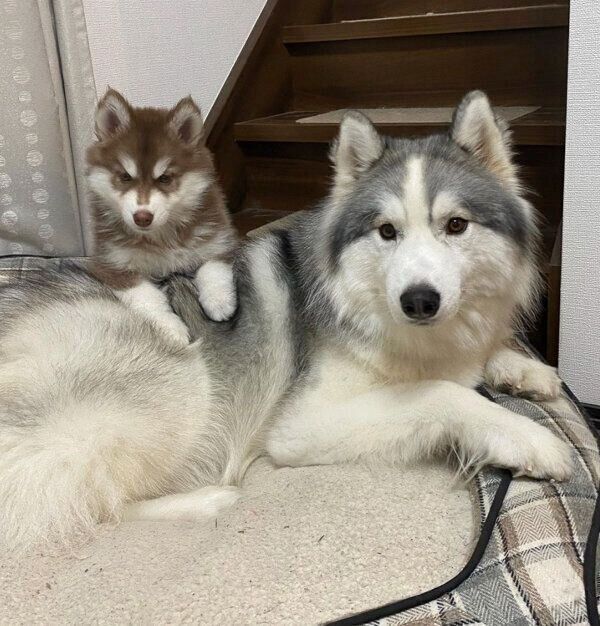 アポロくんとコスモくん