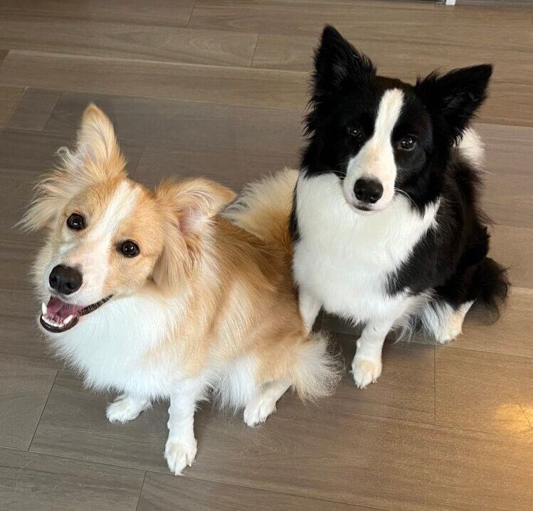 仲良しなむぎちゃん、あんずちゃん