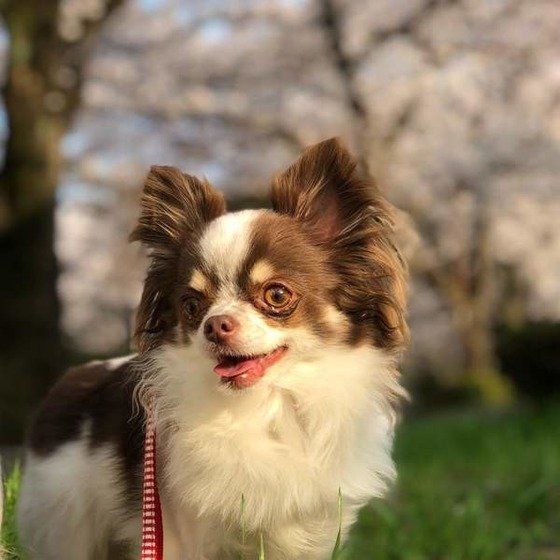 散歩するチワワ