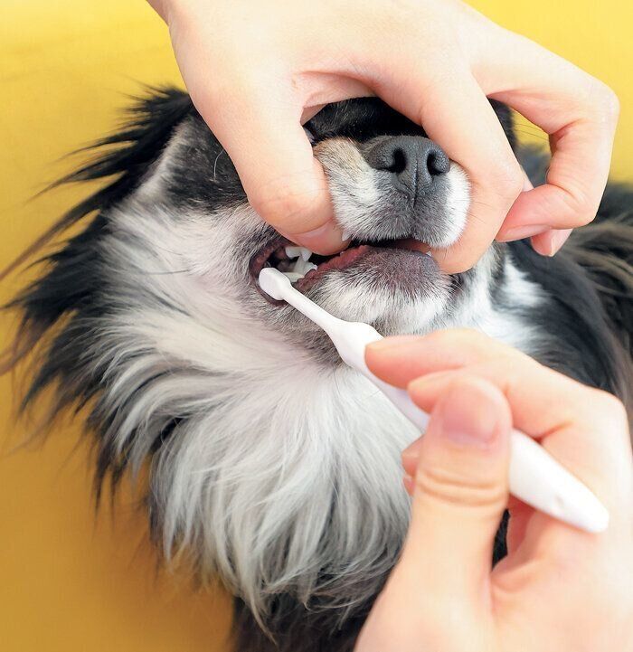 下の臼歯のみがき方2