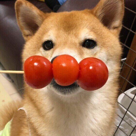 獣医師監修 犬にトマトを与えるときは注意が必要 与えるメリットとデメリットを解説 いぬのきもちweb Magazine