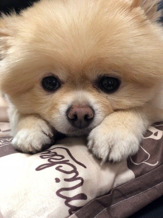かわいいポメラニアン