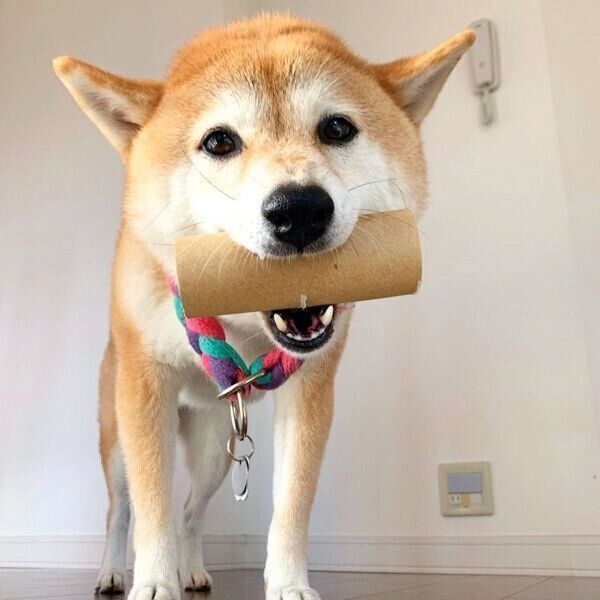 トイレットペーパーの芯を咥えるハルちゃん