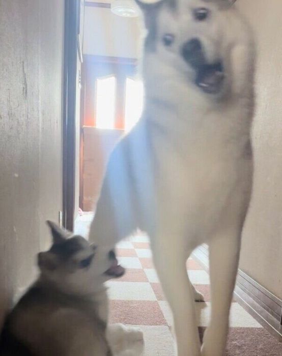 体の大きな虎太郎くんにも向かっていく強い琥珀ちゃん