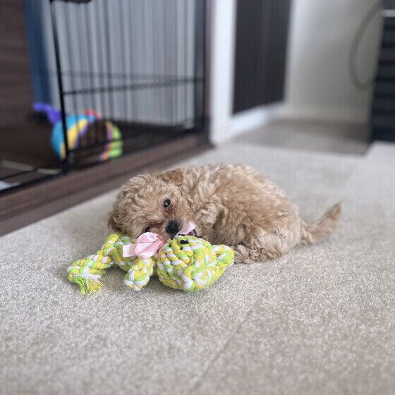 歯がかゆいと噛み噛みする犬