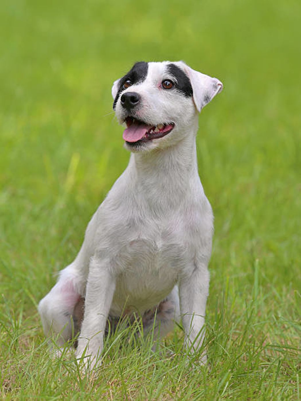 パーソン ラッセル テリアの特徴と性格 飼い方 価格相場など 犬図鑑 いぬのきもちweb Magazine パーソン ラッセル テリアの特徴と性格 飼い方 価格相場など 犬図鑑 いぬのきもちweb Magazine