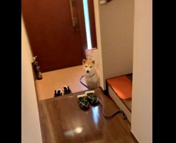 玄関で「足拭き」をちゃんと待つこたろうくん