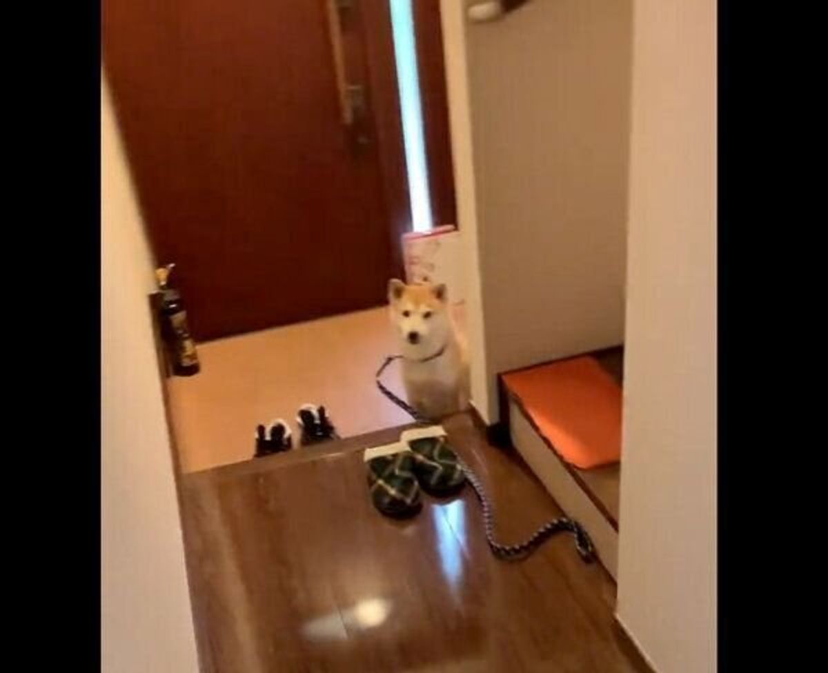 足を拭くまで家の中に入れない と理解してる 散歩後に玄関で静かに待つ犬がおりこうすぎた いぬのきもちweb Magazine 足を拭くまで家の中に入れない と理解してる 散歩後に玄関で静かに待つ犬がおりこうすぎた いぬのきもちweb Magazine