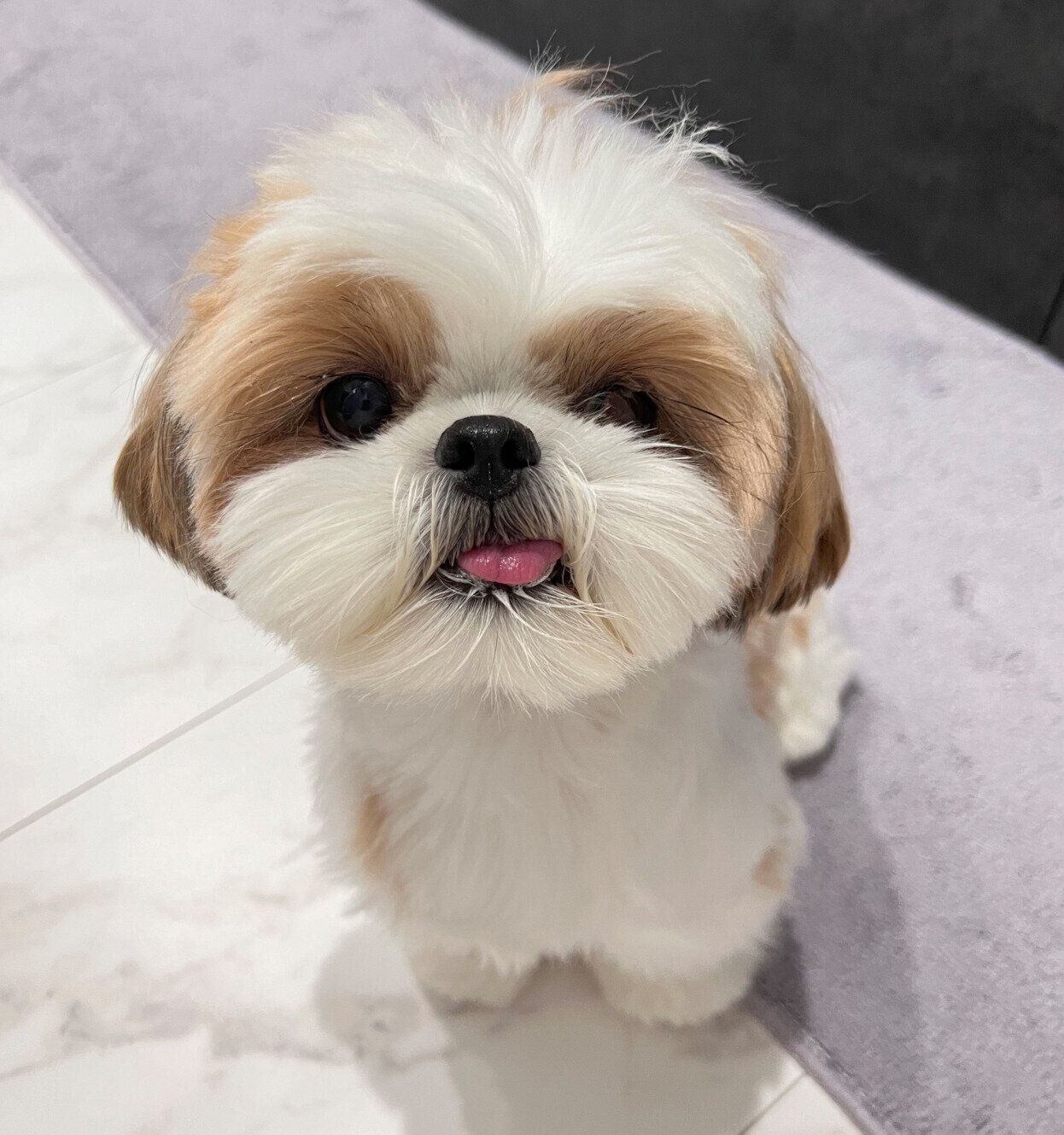 1才1カ月のころのぽんちょちゃん