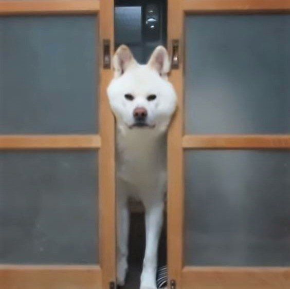扉のすき間から覗く犬