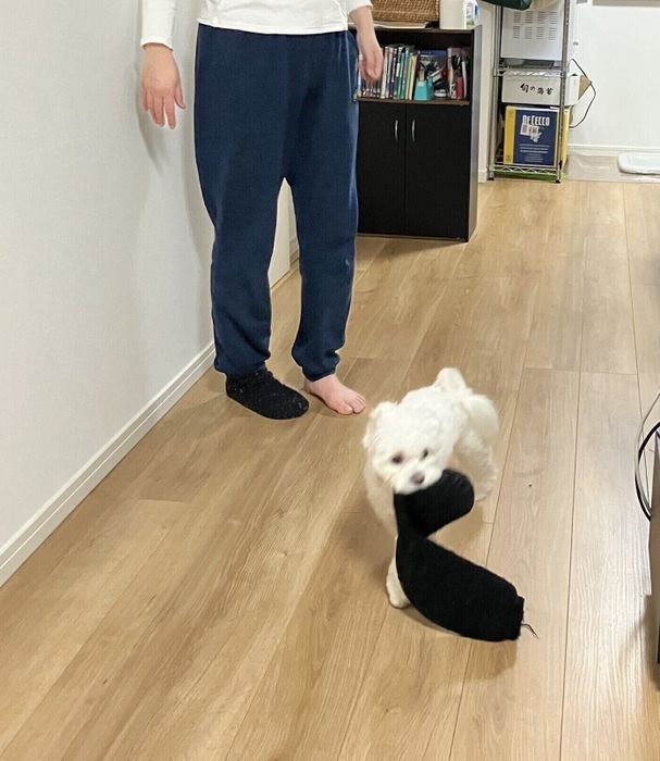 ついに脱げてしまった……! どこか誇らしげに靴下くわえ走り去ろうとするまろんくん