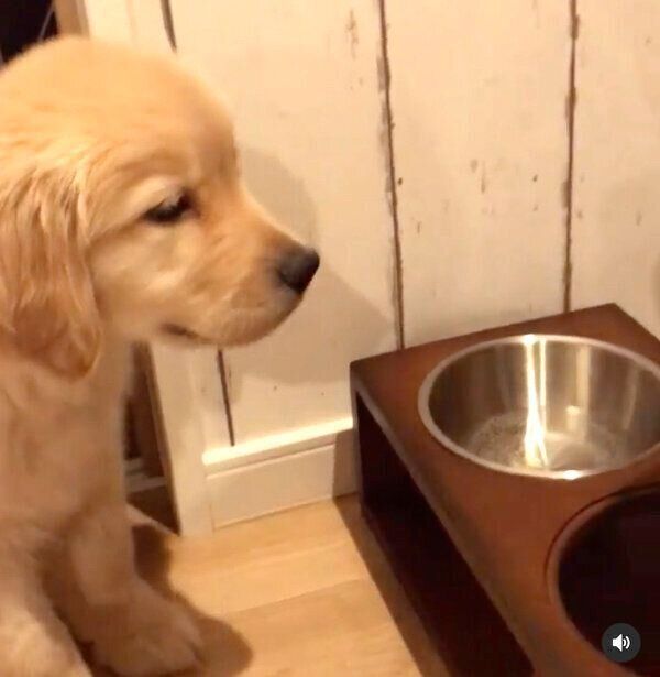 「待て」を特訓している子犬時代のモッシュくん