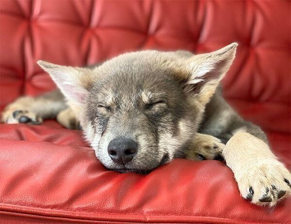 眠るリカルドくん