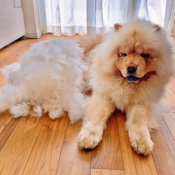 換毛期のチャウ・チャウ