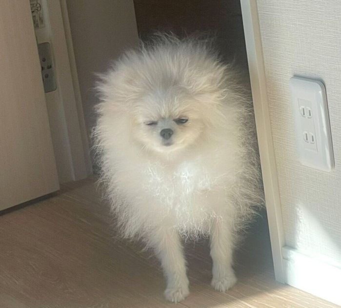 飼い主さんが起きるのを待つちょむちゃん