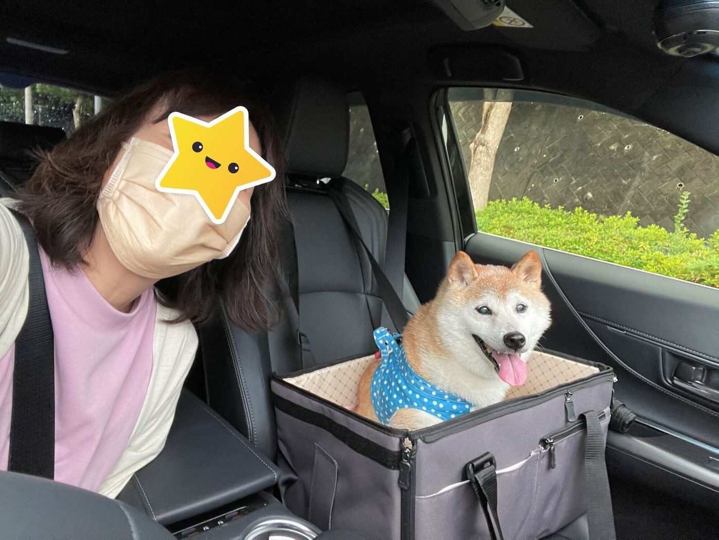 これで解決 柴犬かぼすちゃん ドライブ中の キュンキュン鳴き対策 いぬのきもちweb Magazine これで解決 柴犬かぼすちゃん ドライブ中の キュンキュン鳴き対策 いぬのきもちweb Magazine