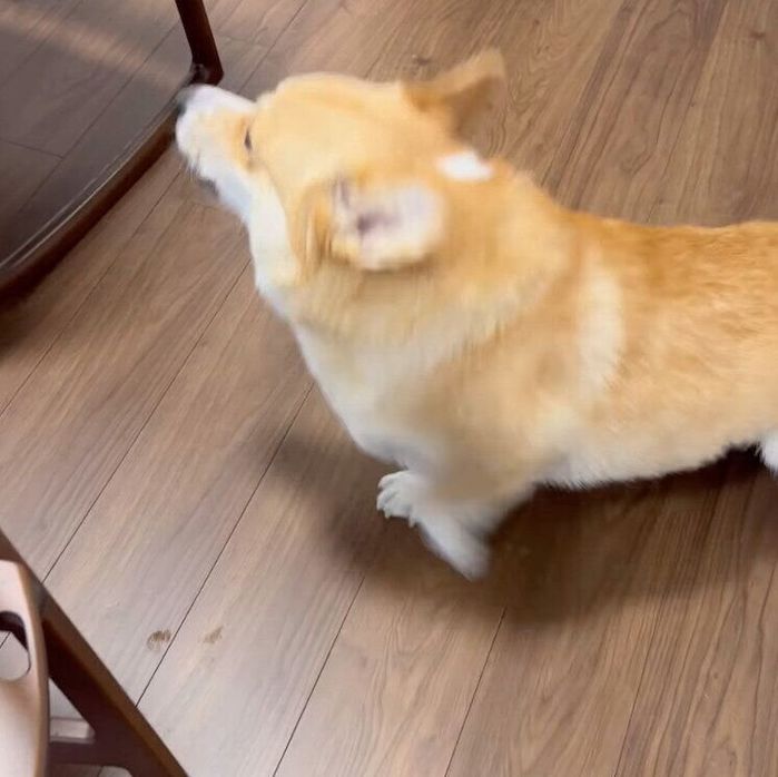 飛び起きるジノくん