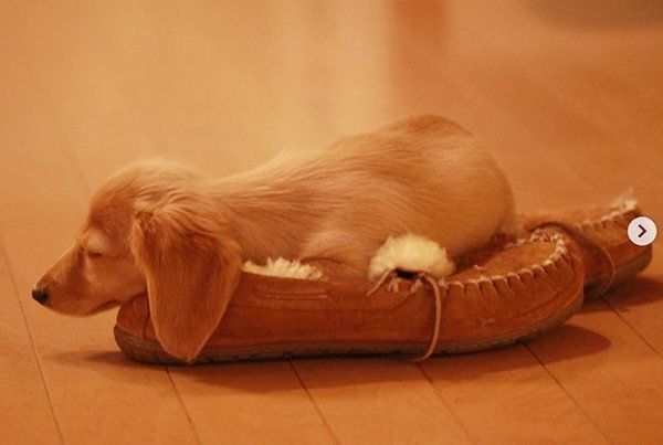 ミニチュア・ダックスフンドのシェリちゃん