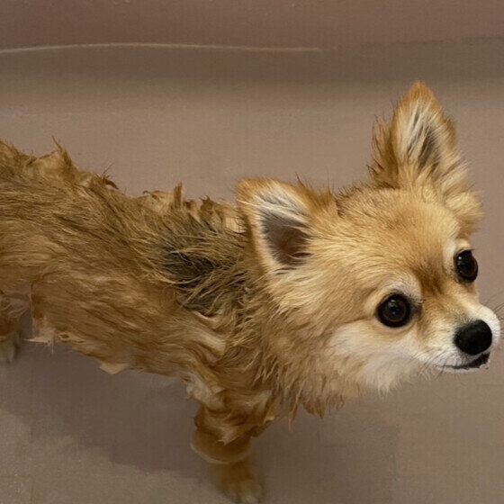 Ｍｉｘ（雑種）小型犬　水遊び