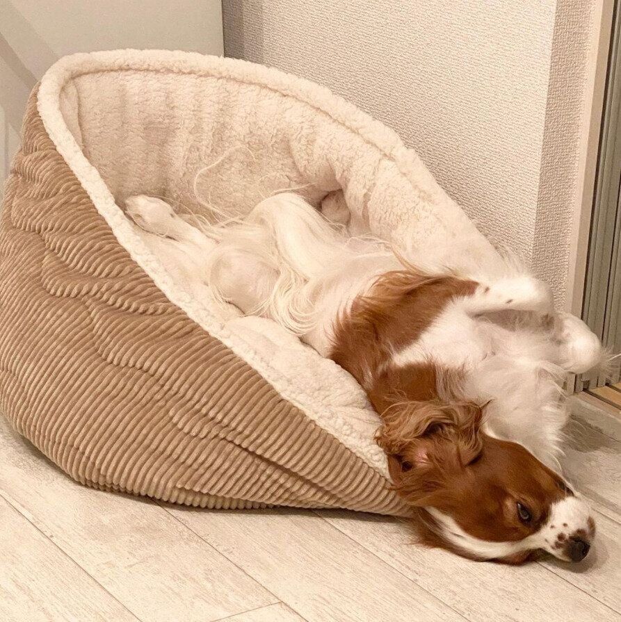 眠るキャバリア・キング・チャールズ・スパニエルの女の子