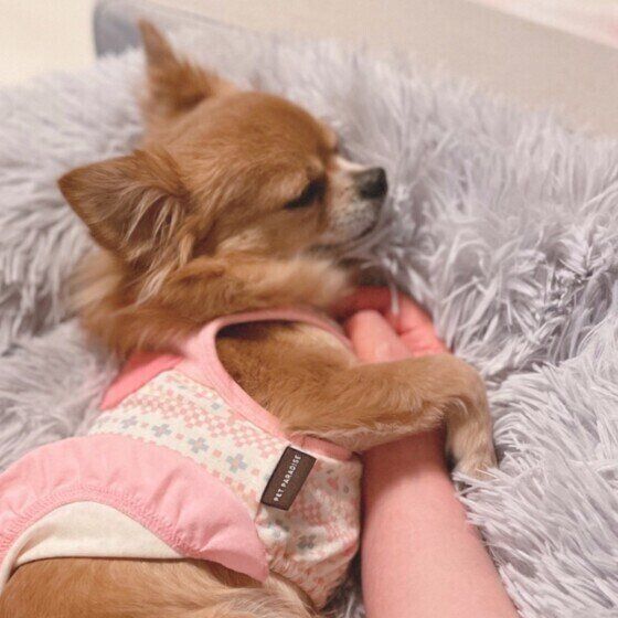 チワワ　ナッツ