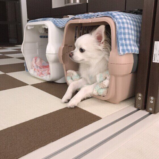 クレートにいるチワワ