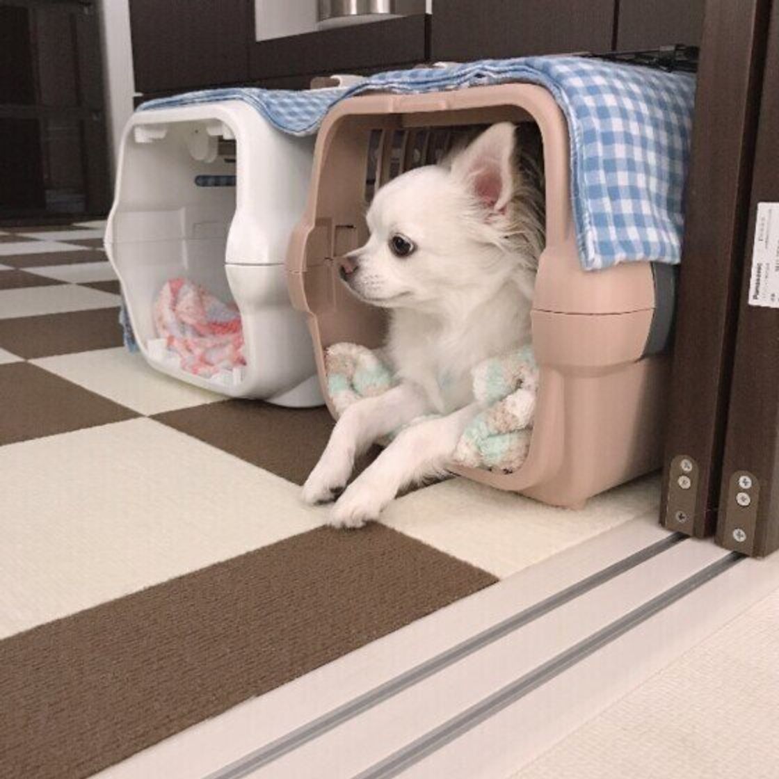 専門家監修 犬用クレートの選び方 ケージとの違いや21年最新おすすめ商品も いぬのきもちweb Magazine 専門家監修 犬用クレートの選び方 ケージとの違いや21年最新おすすめ商品も いぬのきもちweb Magazine